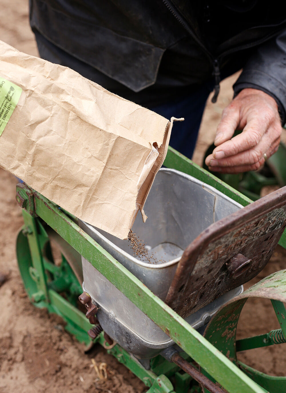 Purple Sage seeding